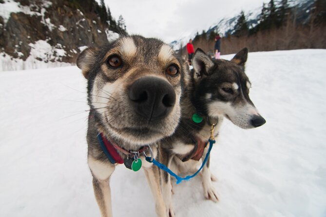 winter-dog-sledding-in-knik-alaska