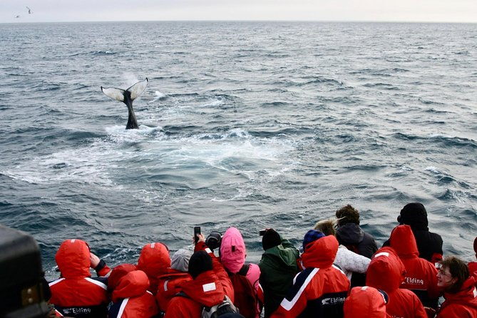winter-whale-watching-northern-lights-cruise-combo-from-reykjavik