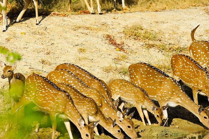 yala-national-park-private-jeep-safari-from-colombo-negombo