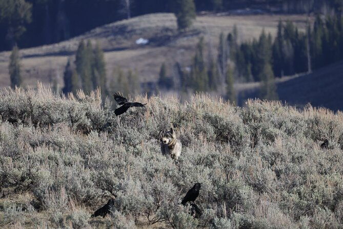 yellowstone-full-day-upper-loop-with-wildlife-adventure-w-lunch-3