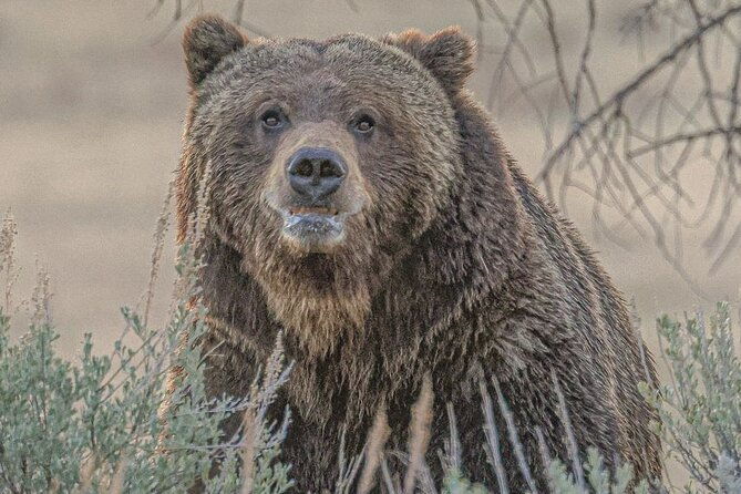 yellowstone-full-day-upper-loop-with-wildlife-adventure-w-lunch