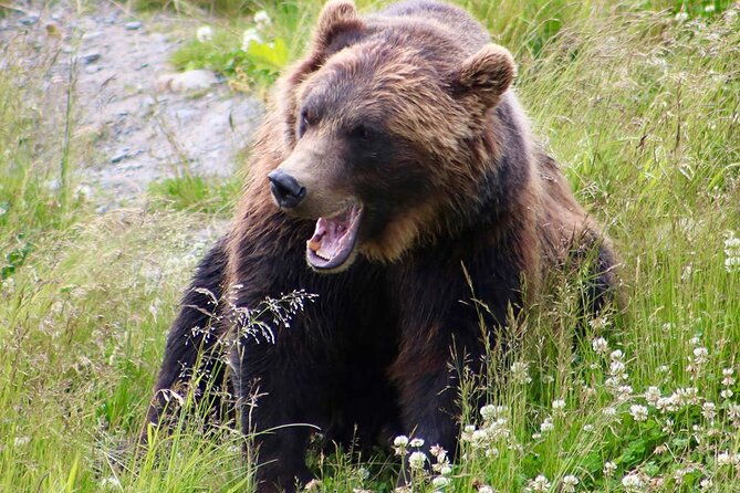 yellowstone-grand-teton-and-hot-springs-small-group-5-day-tour
