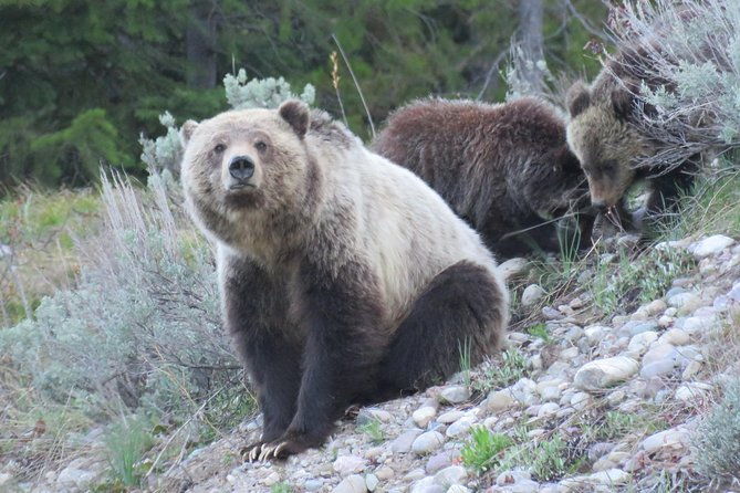 yellowstone-grand-teton-national-parks-ultimate-wildlife-safari
