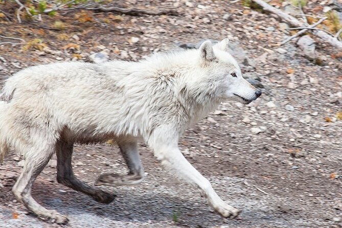 yellowstone-grand-teton-natl-parks-day-tour-private-tour