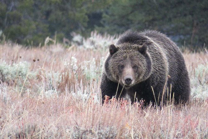 yellowstone-national-park-private-upper-loop-tour-from-west-yellowstone