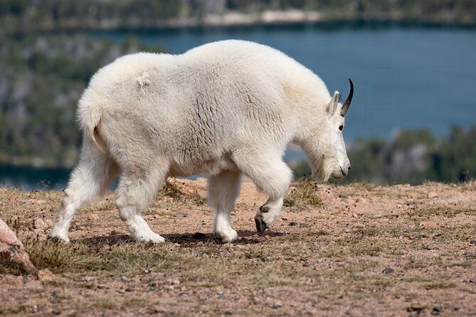 yellowstone-private-full-day-tour