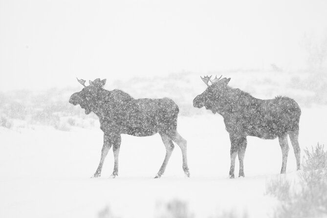 yellowstone-snowshoe-adventure-private-tour-from-jackson-hole