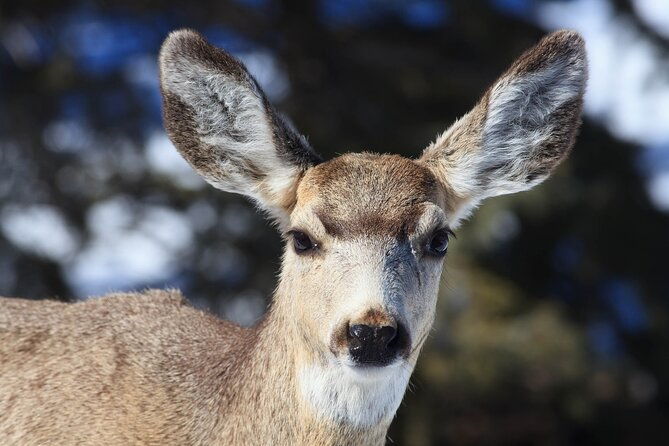 yellowstone-snowshoe-safari-from-bozeman-private-tour