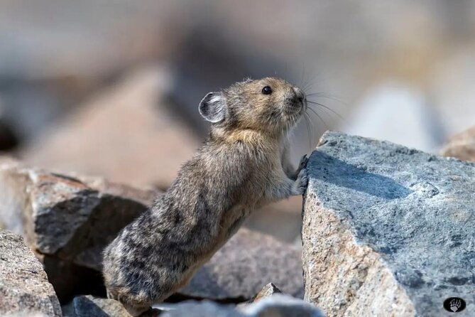 yellowstone-wildlife-and-photo-tours-upper-loop-tour-from-cody-2