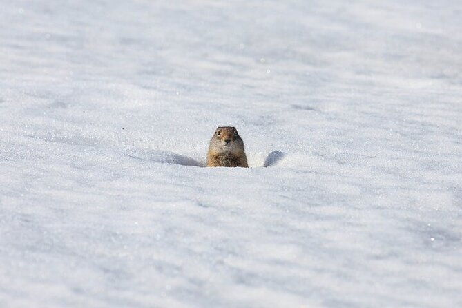 yellowstone-winter-wildlife-safari-from-bozeman-2