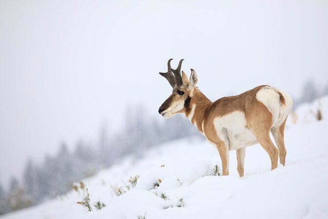 yellowstone-winter-wildlife-safari-from-bozeman-private-tour
