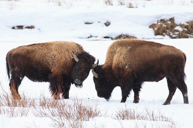 yellowstone-winter-wildlife-safari-from-bozeman