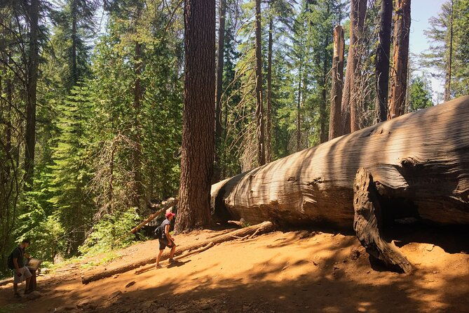yosemite-and-giant-sequoias-day-tour-2