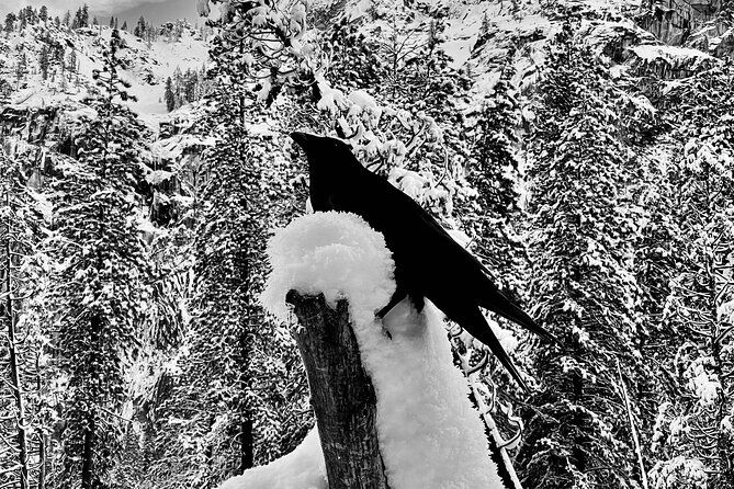 yosemite-winter-highlights-small-group-tour