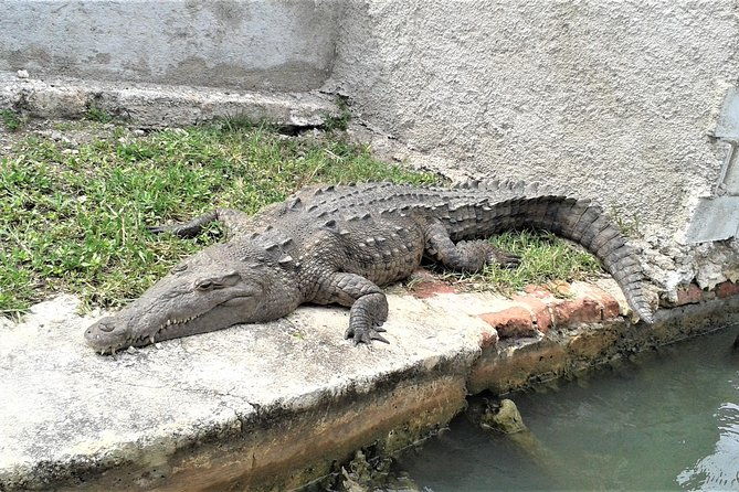 ys-falls-and-black-river-safari-guided-tour-from-montego-bay-and-grand-palladium