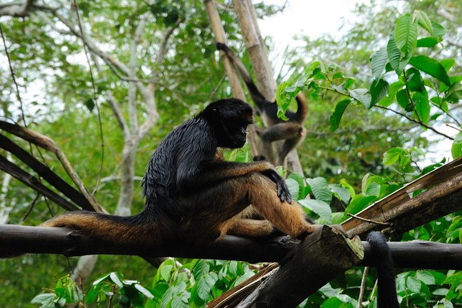 4-day-iquitos-amazon-jungle-adventure-at-heliconia-lodge