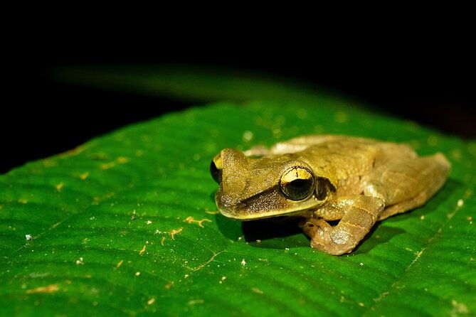 4-days-iquitos-peru-tour