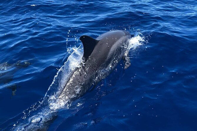4-hour-private-charter-in-kona