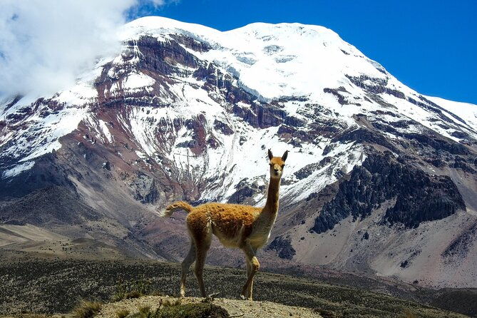 4-or-5-day-quito-to-cuenca-and-cotopaxiquilotoabanoschimborazo