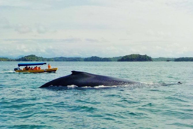 4-person-minimum-to-book-whale-watching-july-15-to-oct-15-in-isla-bolanos