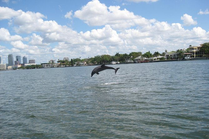 1-5-hour-dolphin-sightseeing-cruise-from-tampa