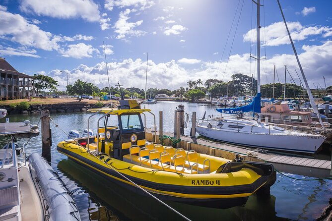 1-5-hour-guided-whale-and-marine-life-tour