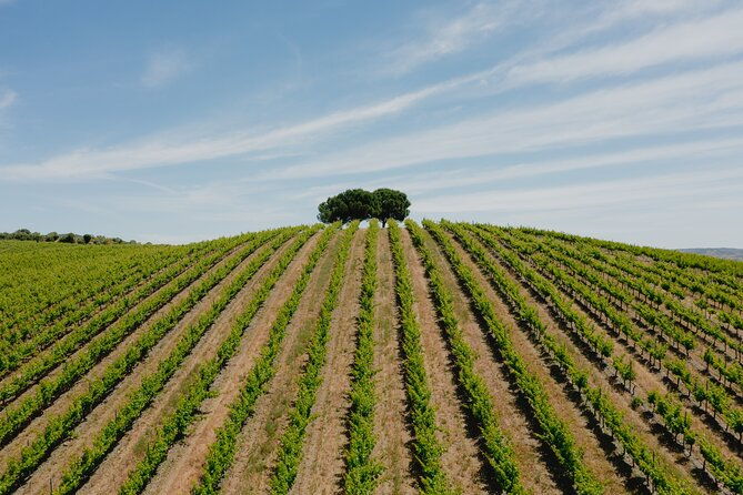 1-day-wine-tour-around-evora-2