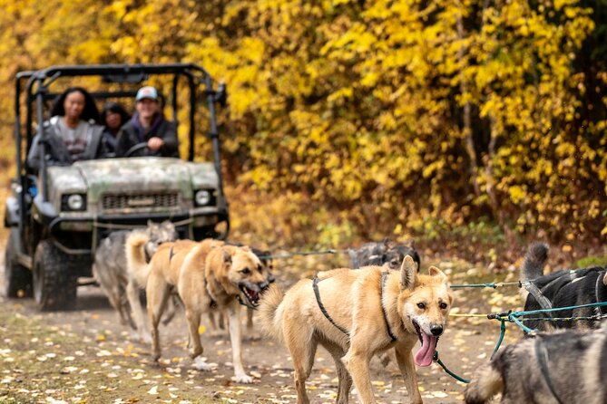 1-hour-fall-sled-dog-experience-in-two-rivers