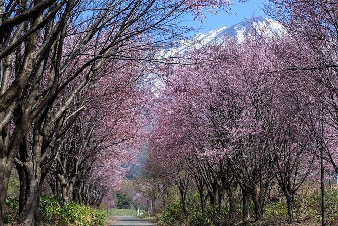 1-hour-private-photoshoot-in-aomori