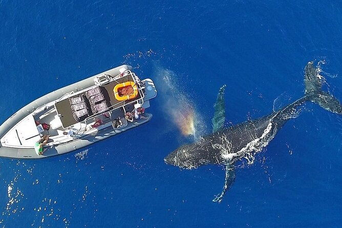 12-passenger-kaanapali-beach-whale-watch-tour-onboard-whale-mic-2