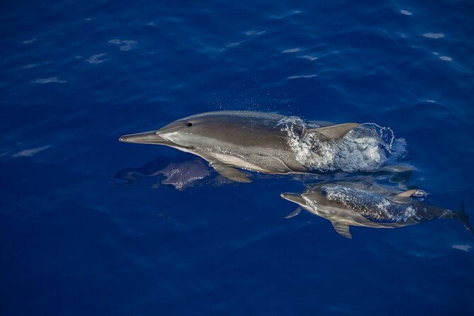 2-5-hour-whale-watching-on-a-41-super-raft