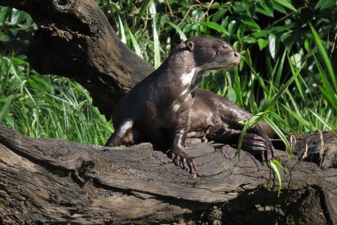 2-day-jungle-tour-lake-sandoval-monkey-island-hikes-caiman-clay-lick