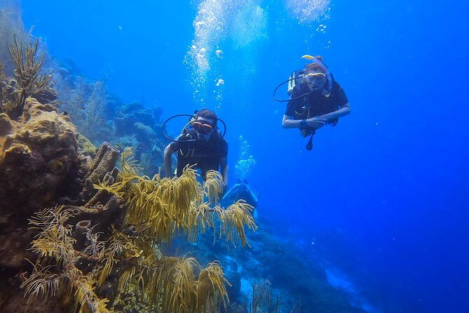 2-guided-shore-dives-in-curacao