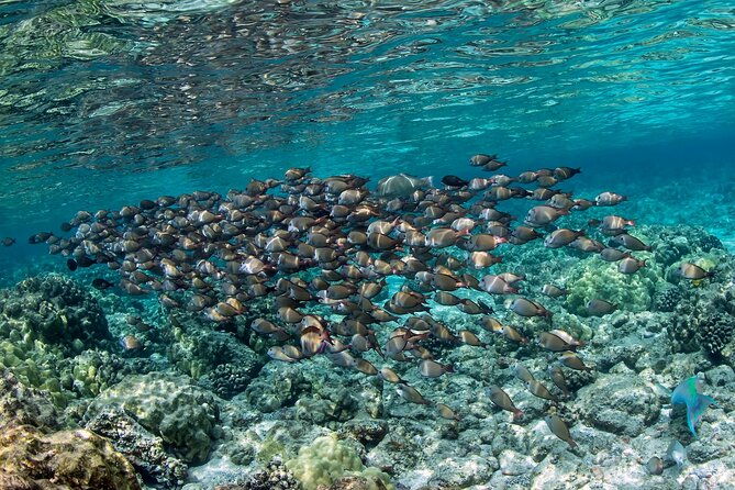 2-hour-dolphin-watching-and-double-reef-with-snorkel-in-hawaii-2