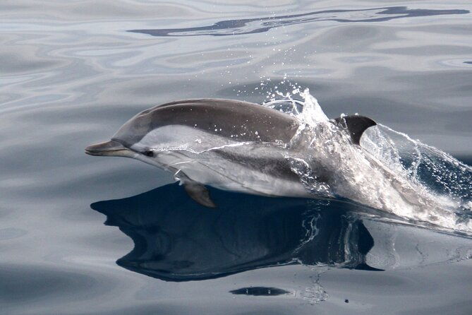 2-hour-dolphin-watching-experience-in-fuerteventura