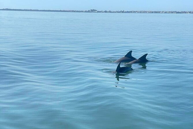 2-hour-dolphin-watching-tour-in-florida
