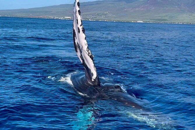 2-hour-prime-time-maui-whale-watching