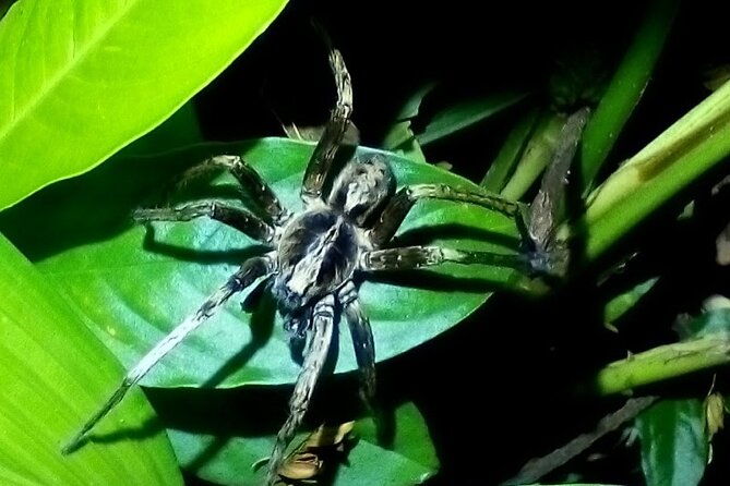 2-hour-tortuguero-night-tour