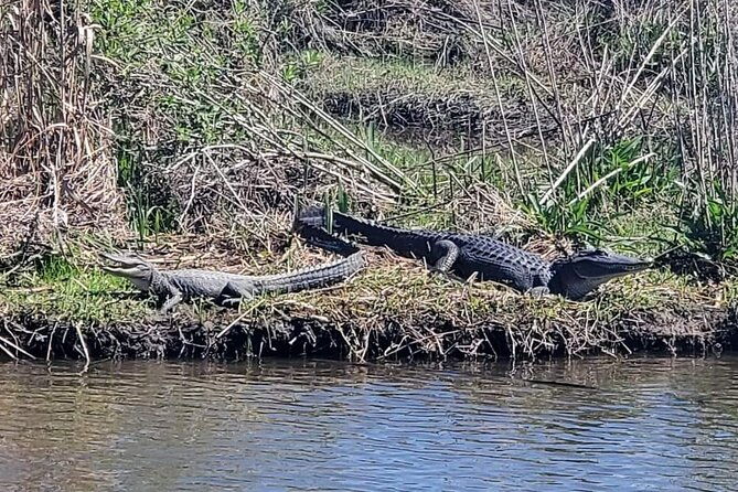 2-hours-boat-tour-in-louisiana-bayous-near-new-orleans