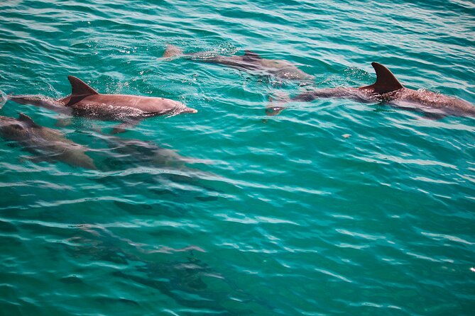 2-hours-guided-afternoon-dolphin-tour-in-florida