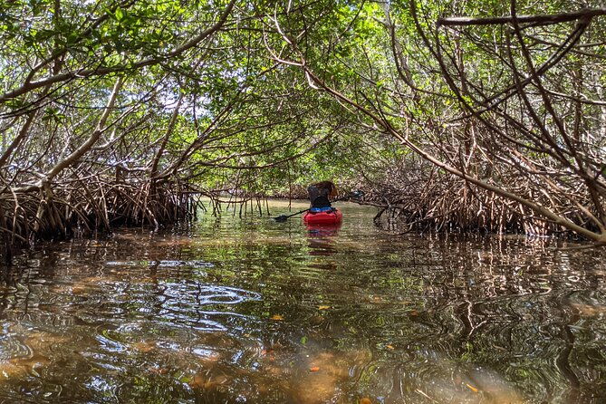 2-hours-kayak-eco-tour-in-tarpon-springs