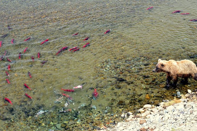 2-park-bear-viewing-adventure-to-katmai-and-lake-clark-np