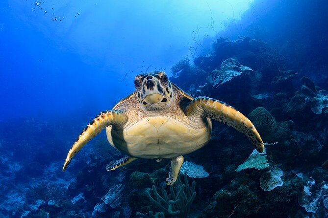 2-tank-guided-boat-dive-in-curacao