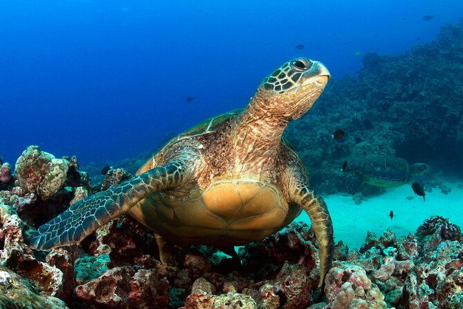 2-tank-shore-dive-at-sea-turtle-cove