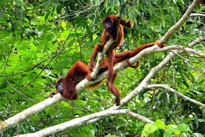 3-day-eco-sustainable-private-tour-manu-national-park