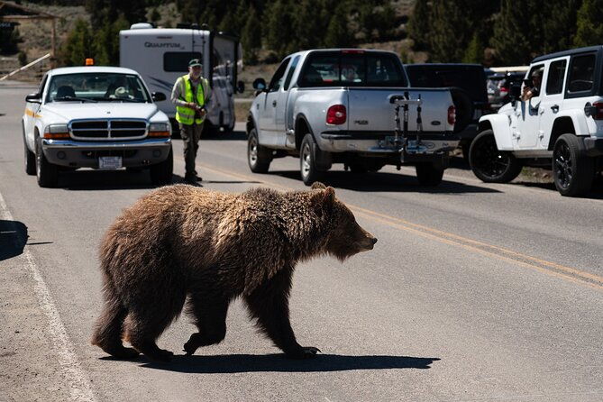 3-day-wildlife-photography-tour-in-yellowstone-national-park