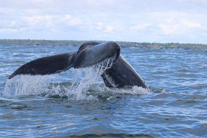 3-days-2-nights-bahia-malaga-humpback-whale-watching