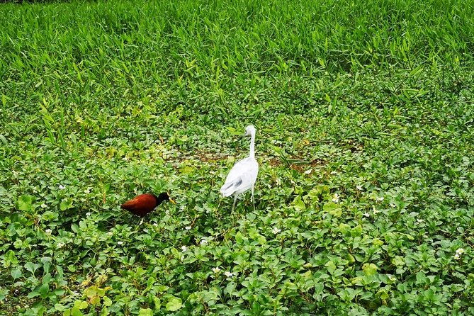 3-days-tortuguero-national-park-eco-adventure-tour