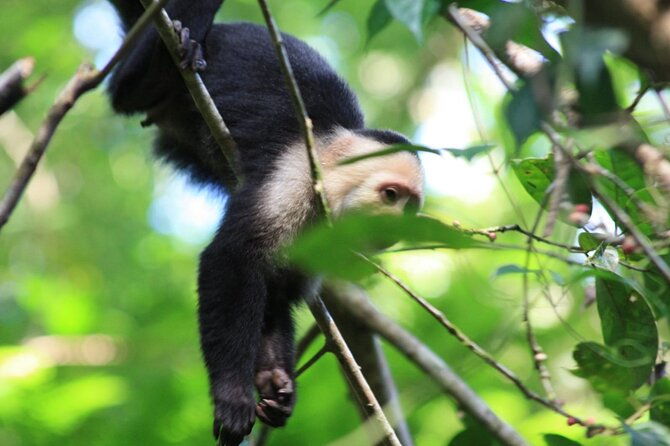 3-hour-experience-through-the-tortuguero-canals