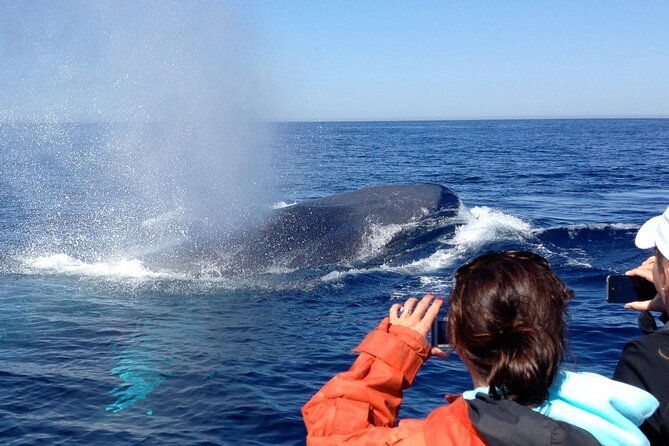 3-hour-guided-whale-and-dolphin-watching-experience-in-san-diego-2